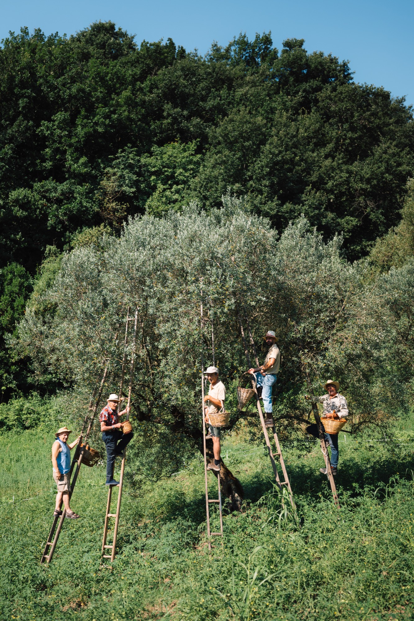 Lorem Ipsum, Franco Pepe