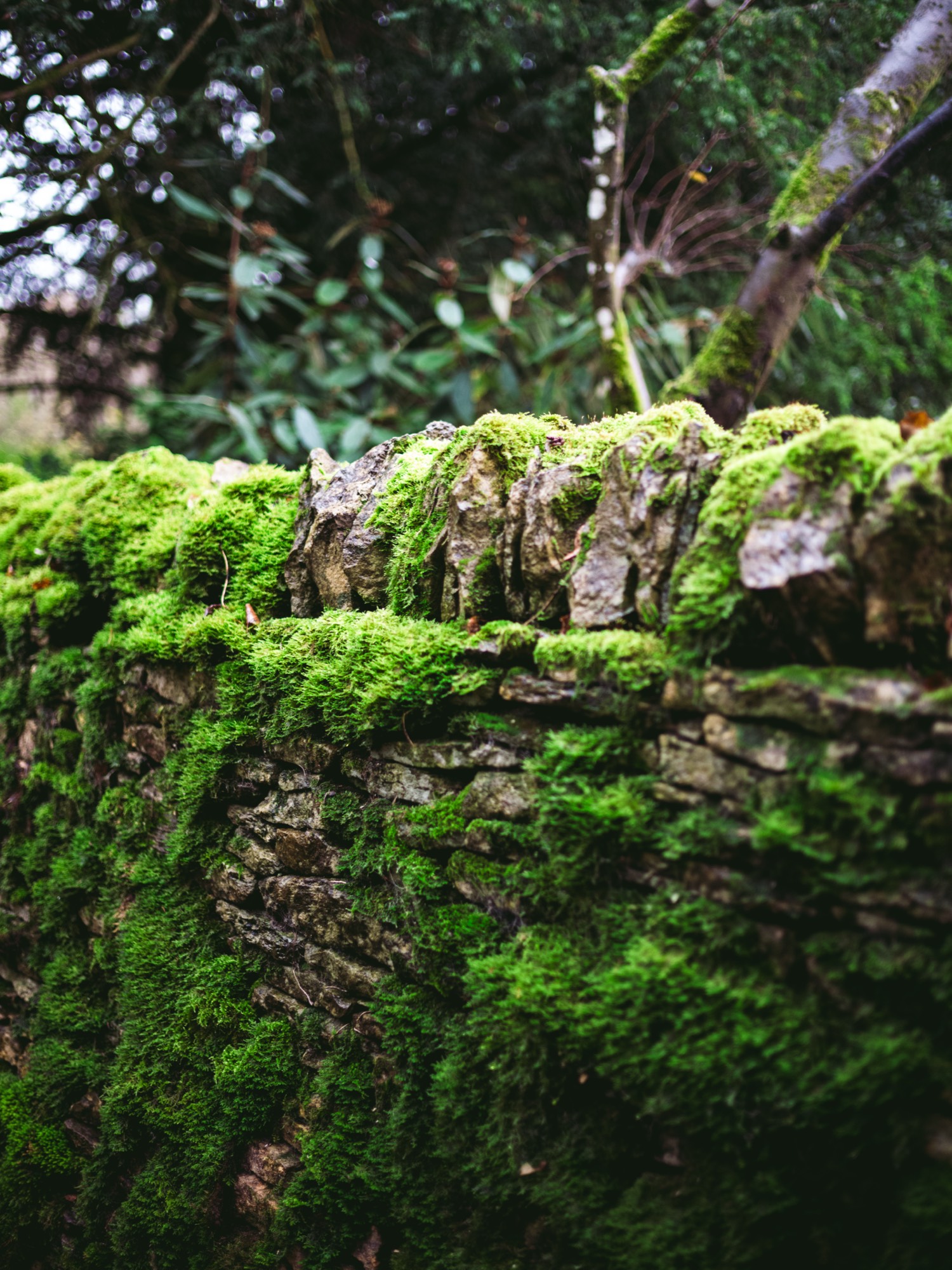 Lorem Ipsum, England