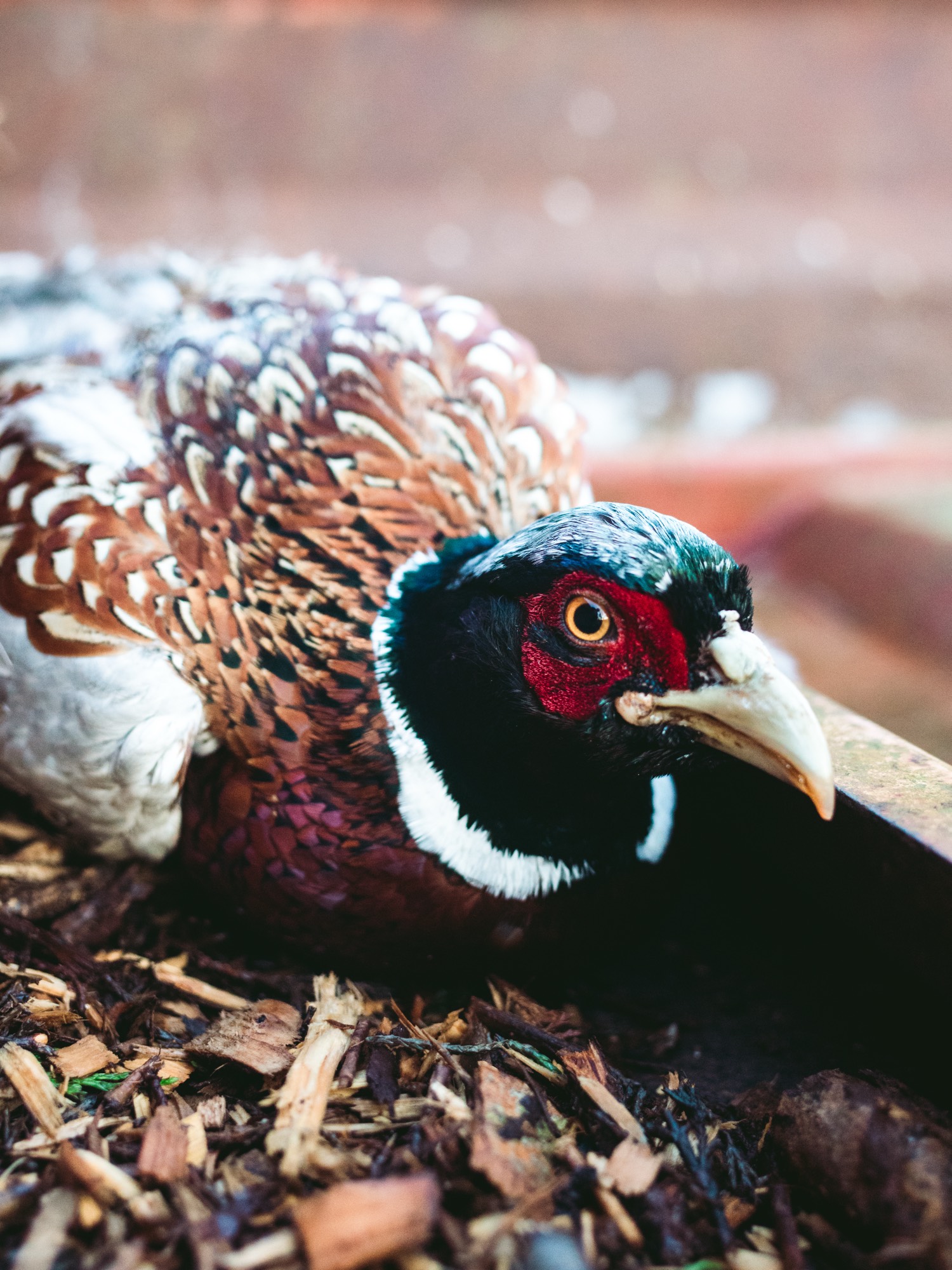 Lorem Ipsum, England